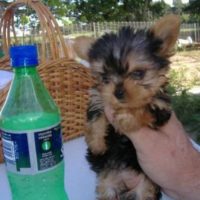Free Tcup Yorkie puppy to a good home