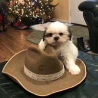 Shih Tzu Puppies