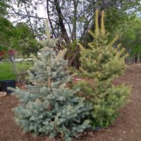 2 Evergreen Trees for Sale. Approximate 4-5ft tall 1Blue Spruce, 1 short needle